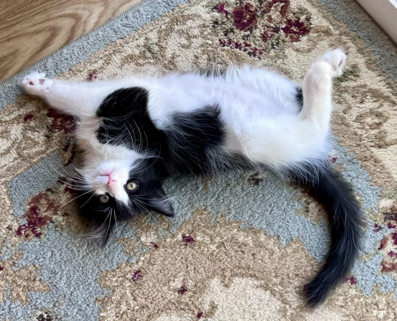 Maybelline thumbnail 2