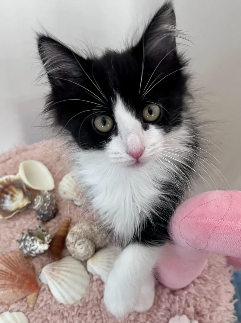 Maybelline thumbnail 3