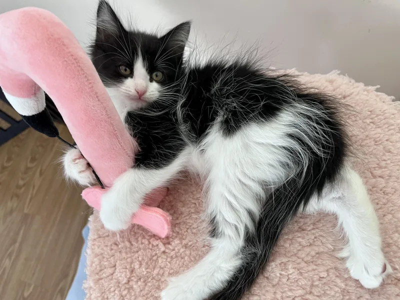 Maybelline thumbnail 4