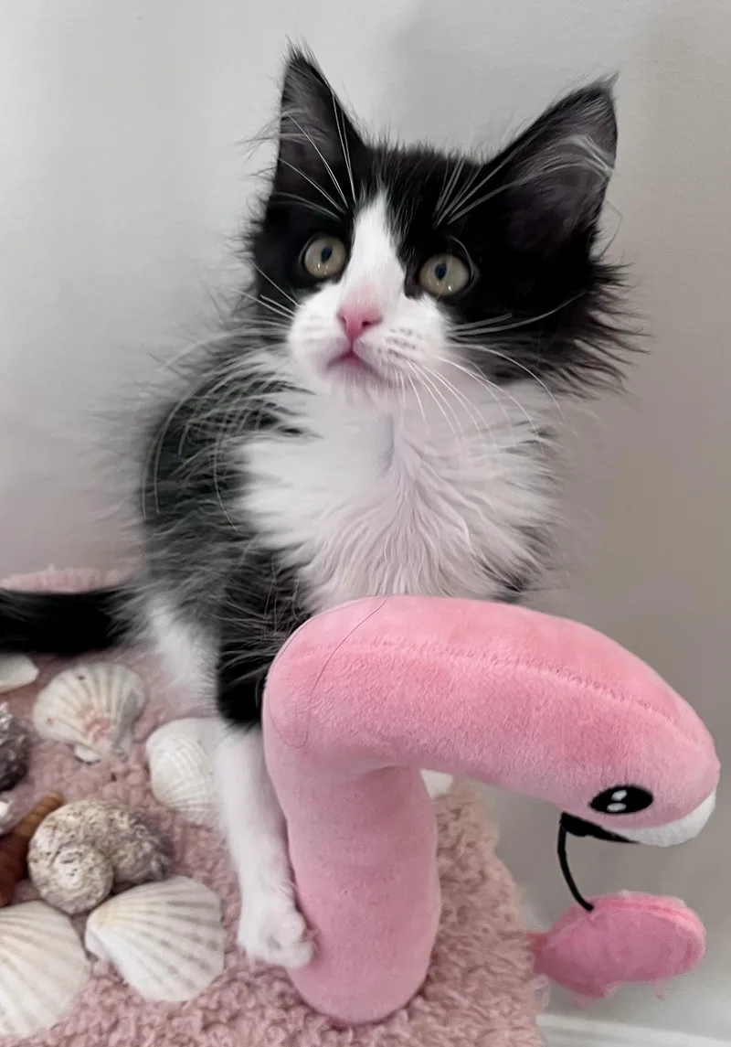 Maybelline thumbnail 5