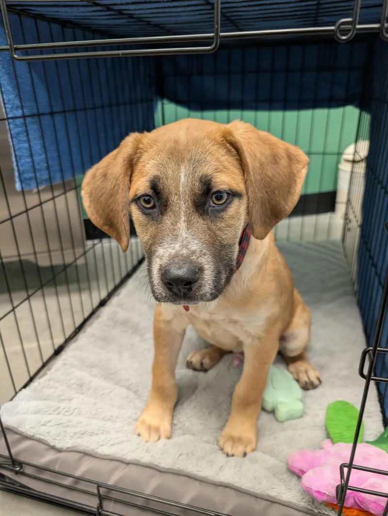 Bergamont thumbnail 3