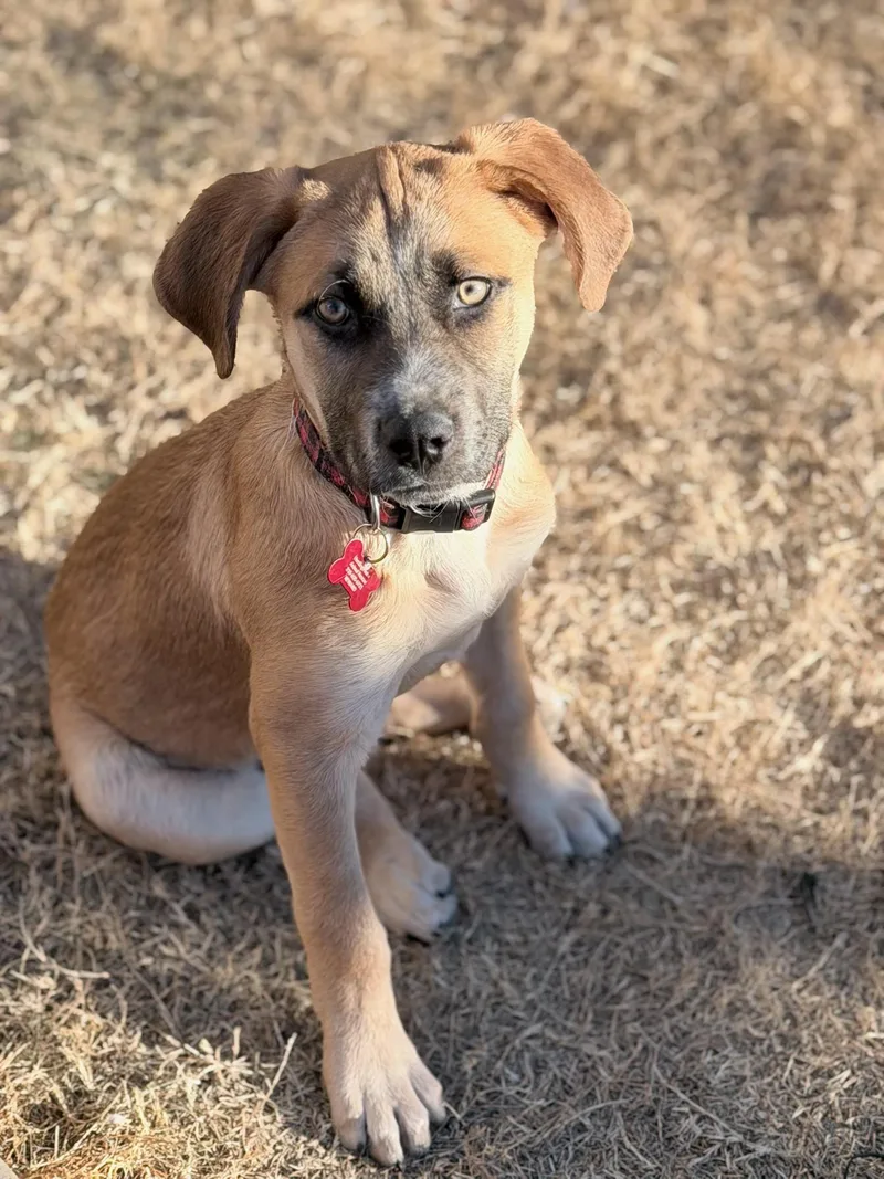 Bergamont thumbnail 4