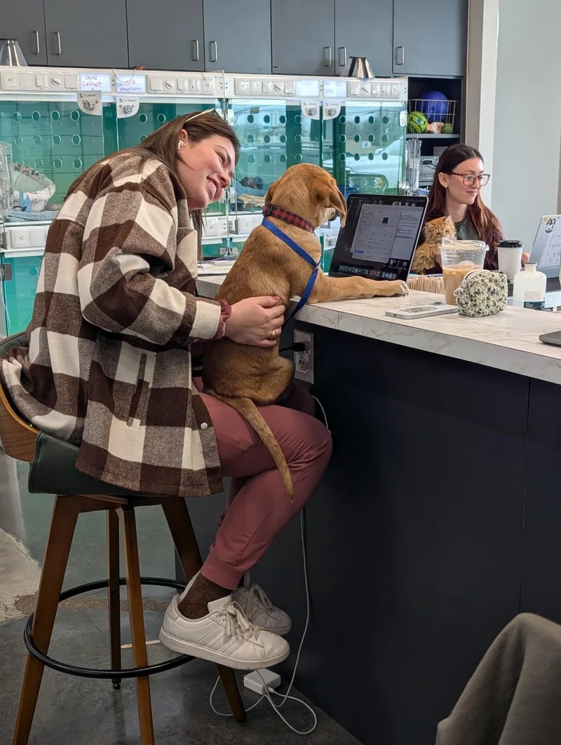 Bergamont thumbnail 5