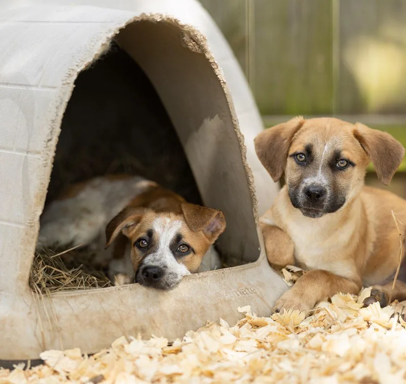 Bergamont thumbnail 6