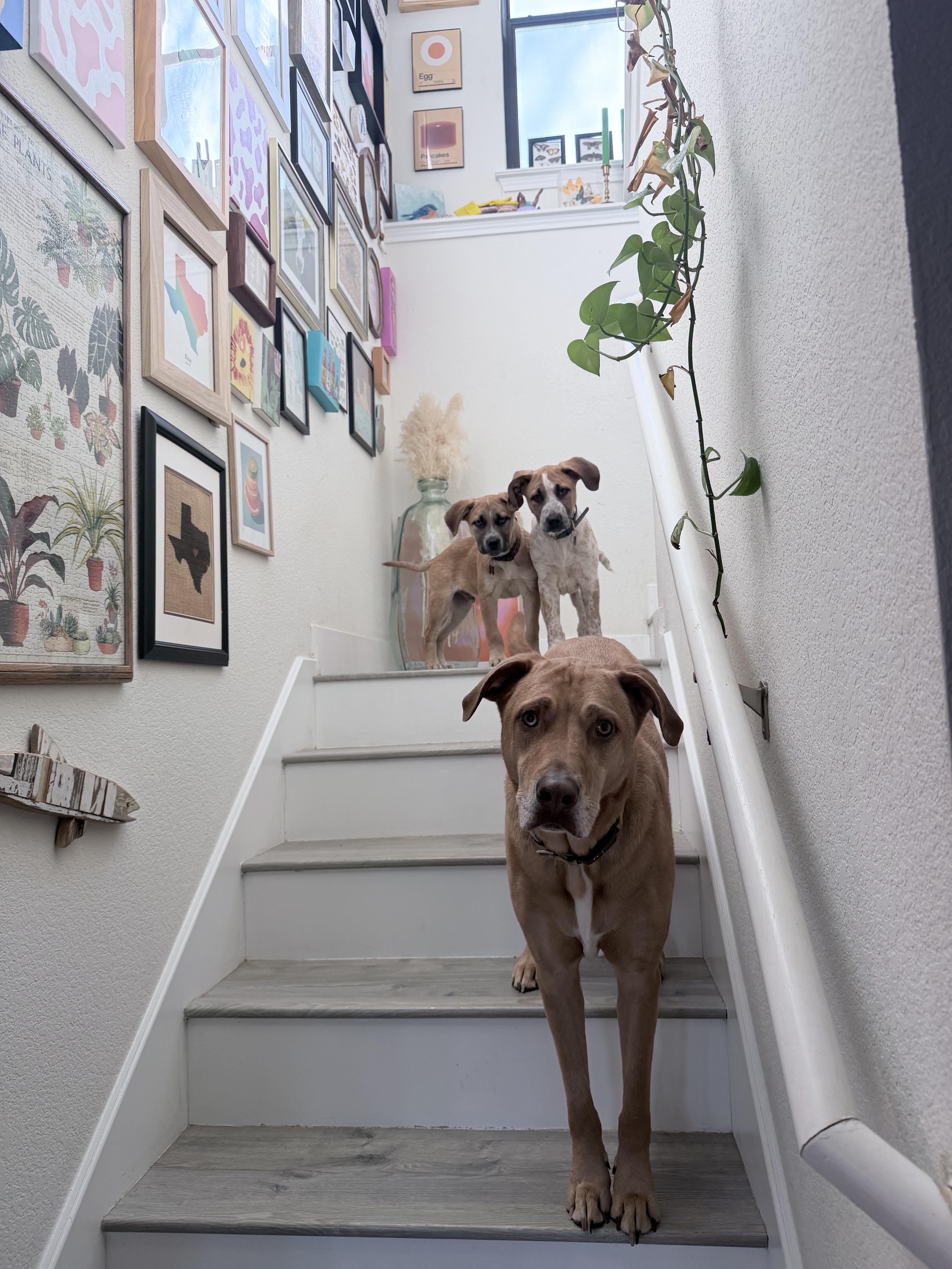 Earl Grey thumbnail 2