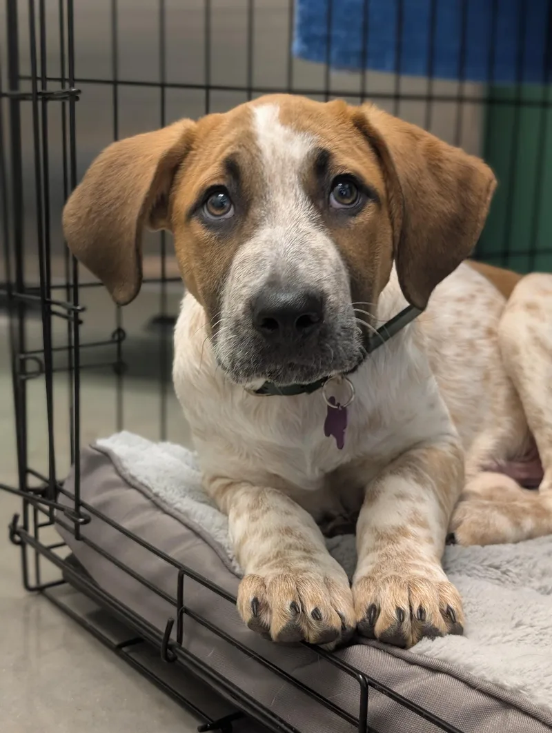 Earl Grey thumbnail 3