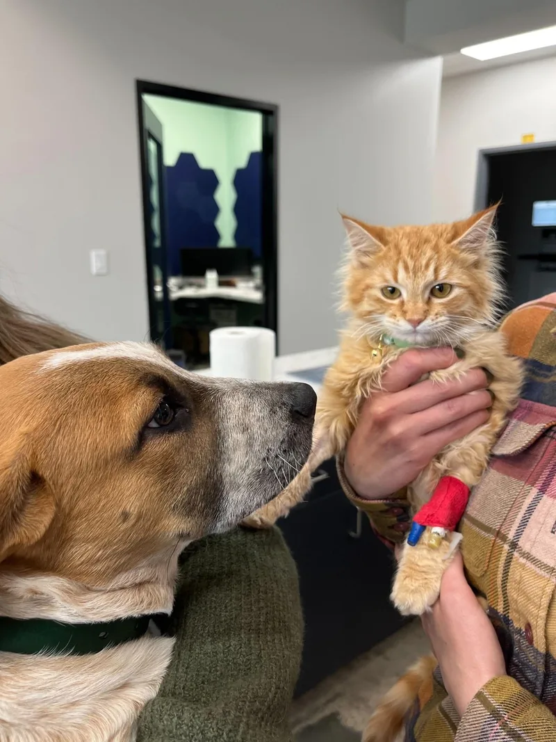 Earl Grey thumbnail 4