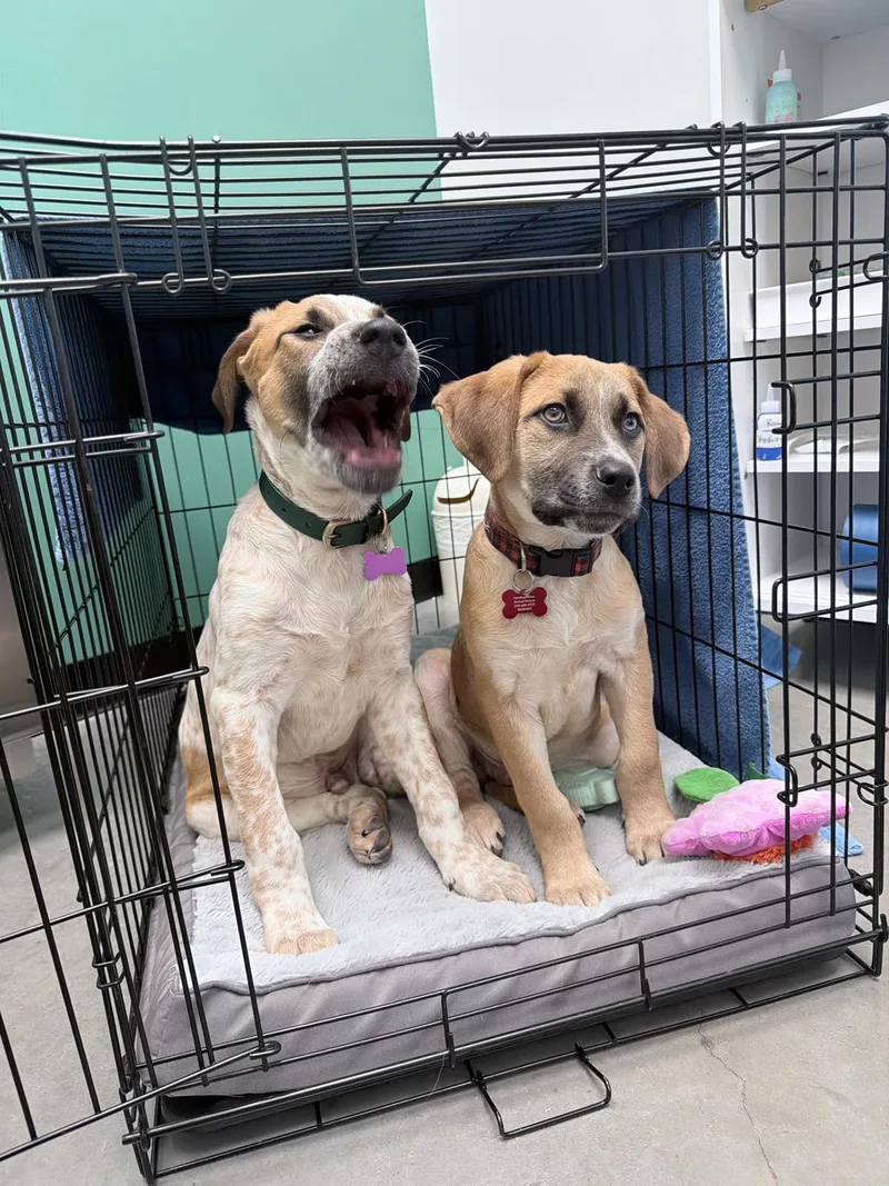 Earl Grey thumbnail 5