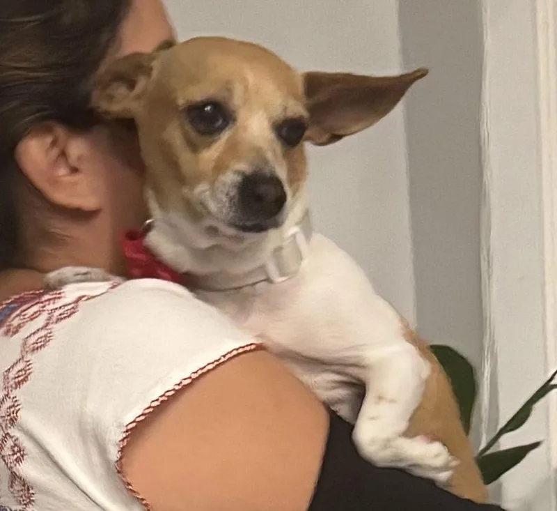 Campanita Tinkerbell thumbnail 2