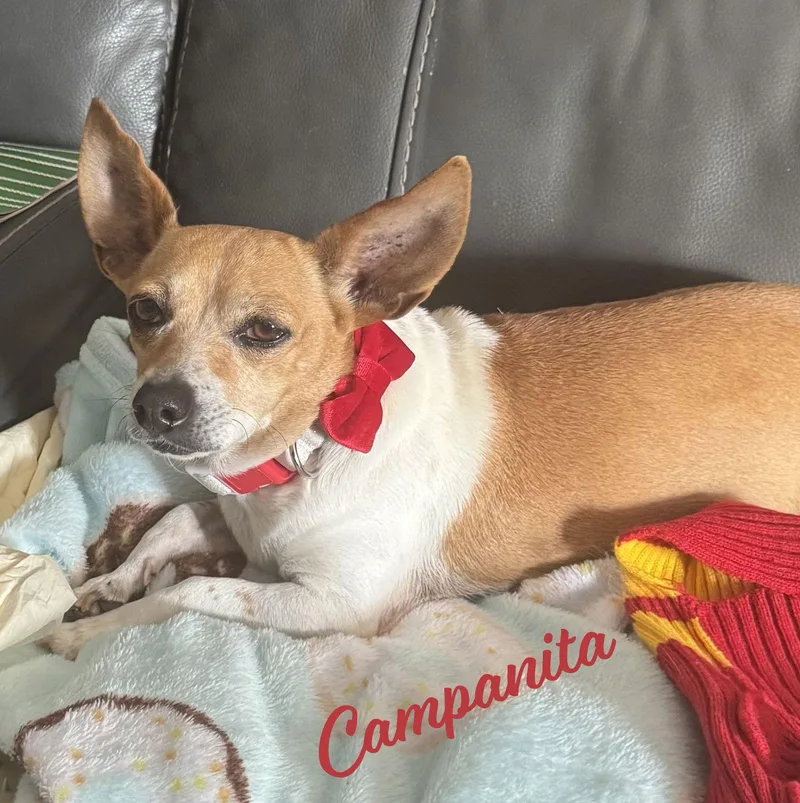 Campanita Tinkerbell photo 1