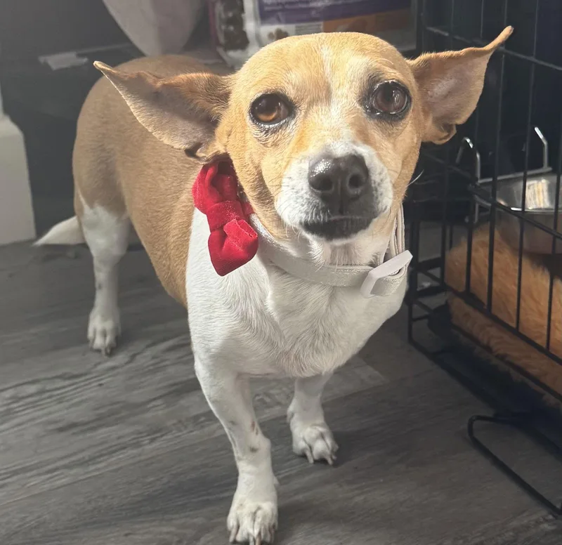 Campanita Tinkerbell thumbnail 3