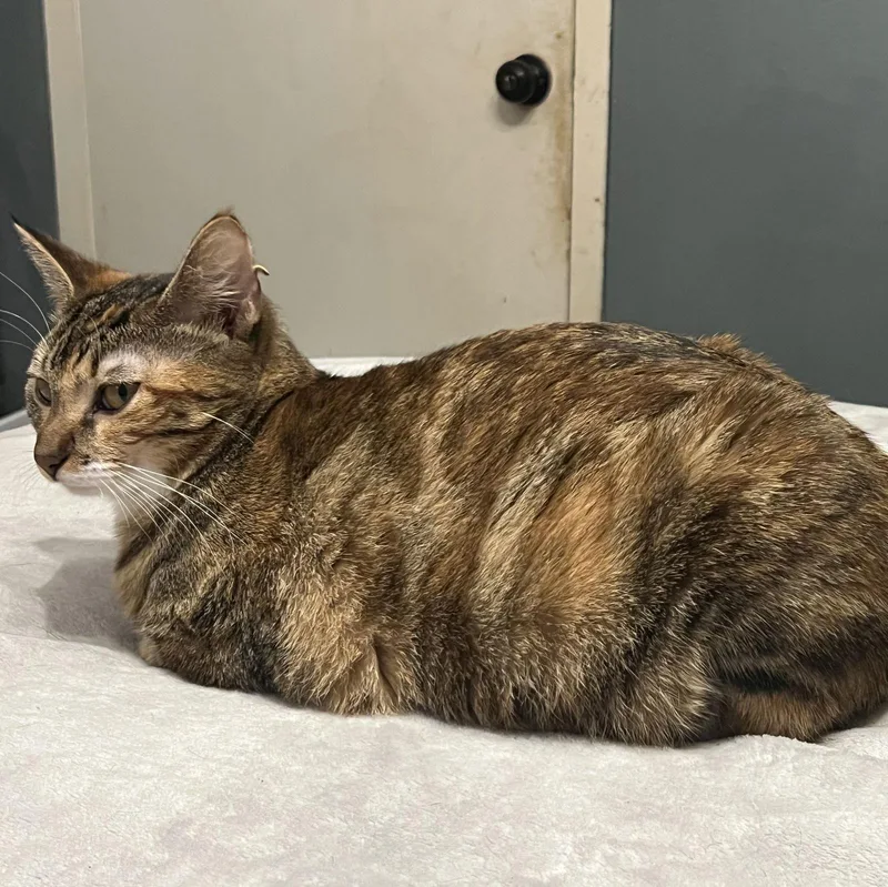 Milly Sisterofrye thumbnail 2