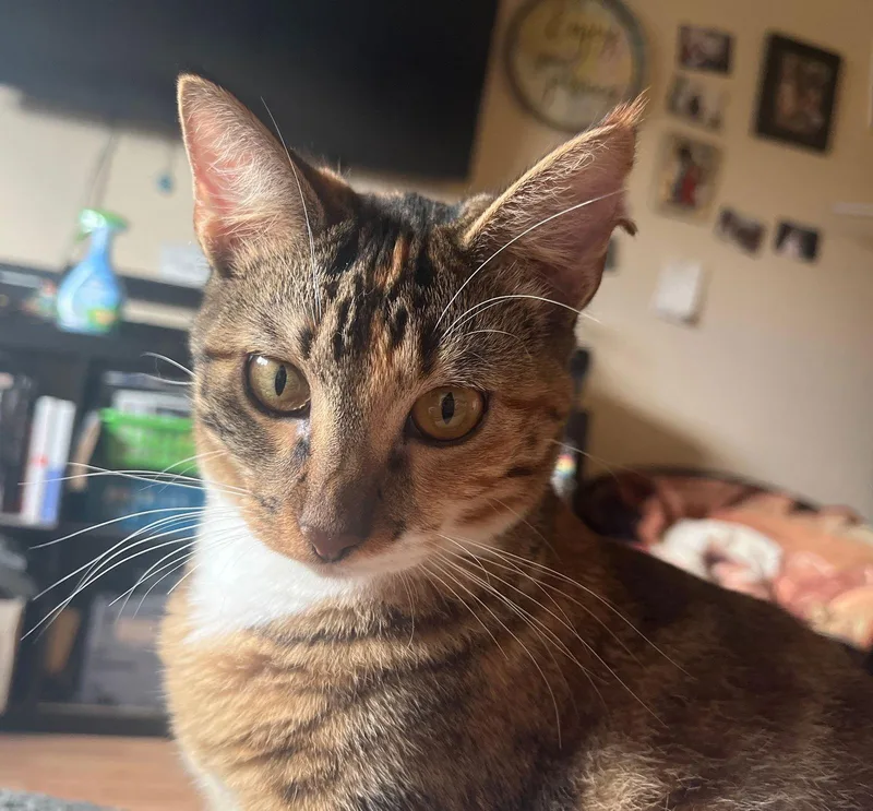 Milly Sisterofrye thumbnail 3