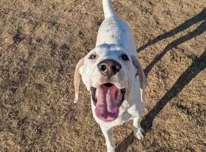 Lemon Drop thumbnail 2