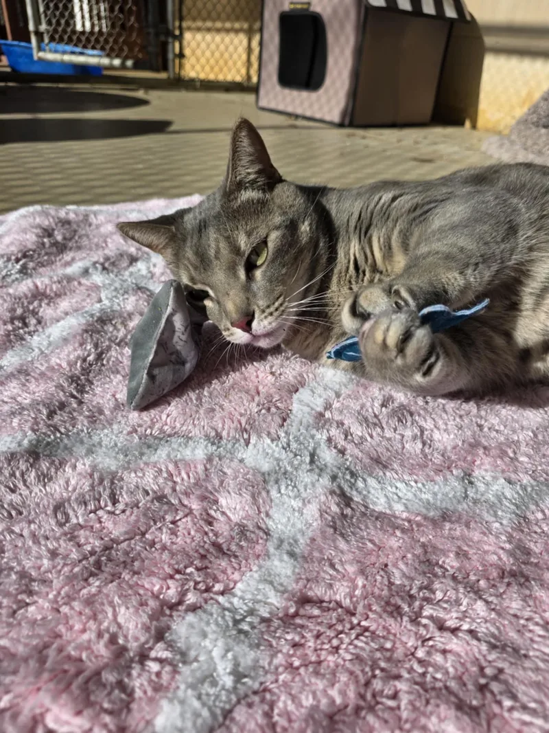 Mykos Sponsored thumbnail 4