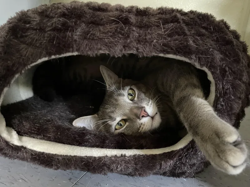 Mykos Sponsored thumbnail 5