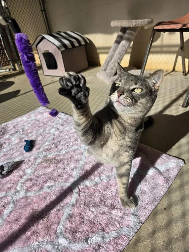 Mykos Sponsored thumbnail 6