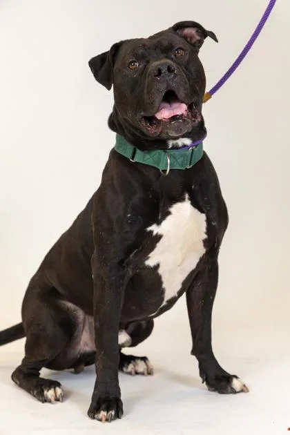 Habanero thumbnail 3