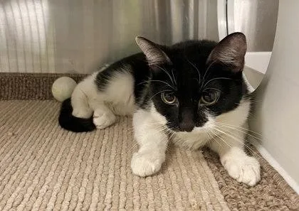 Lambchop thumbnail 2