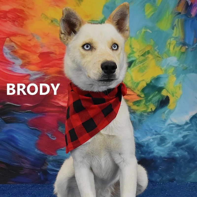 Brody