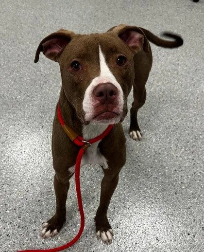 Bohemian thumbnail 2