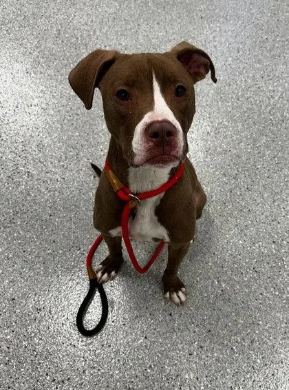 Bohemian thumbnail 3