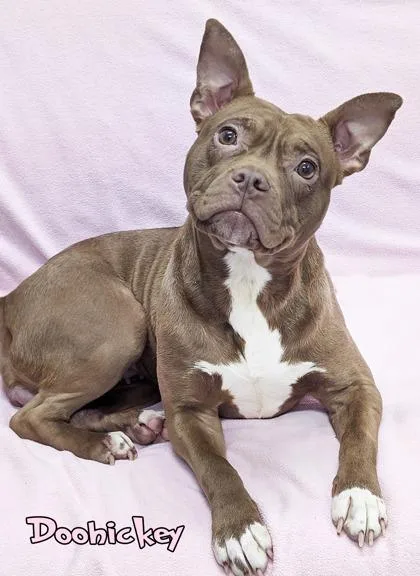 Doohickey thumbnail 2