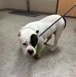 Doodle Pop thumbnail 2