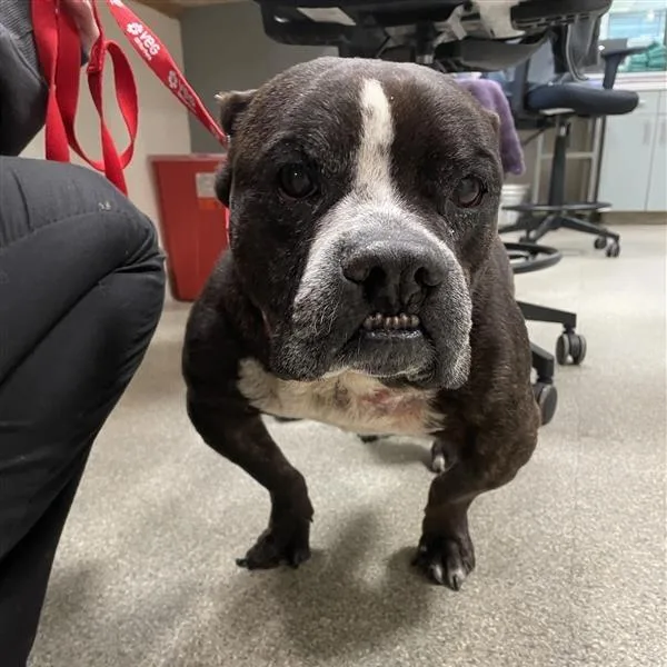 Toothless thumbnail 2