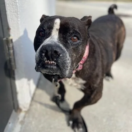 Toothless thumbnail 3