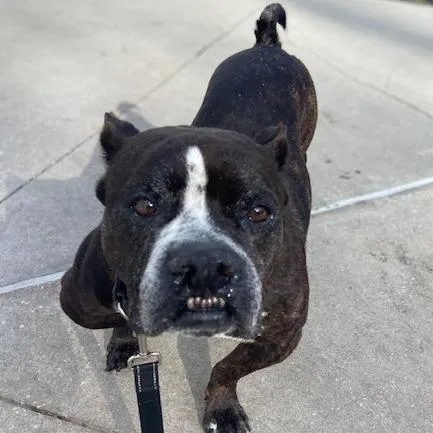 Toothless thumbnail 4