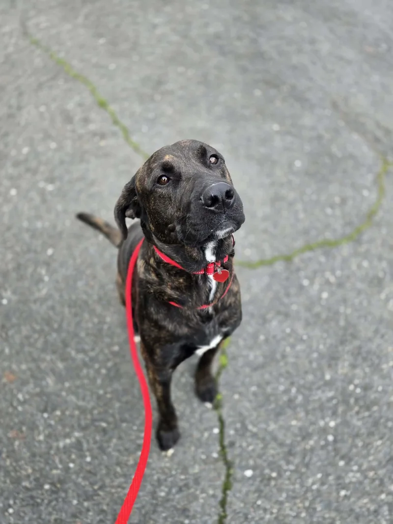 Twigglet thumbnail 4