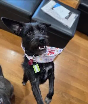 Lulu Lemon thumbnail 4