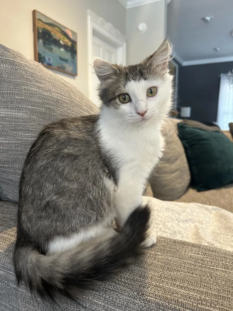 Princess Peach thumbnail 3