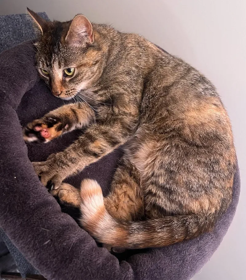 Buttercup thumbnail 2