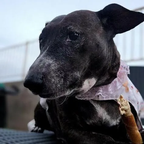 Mary Jane thumbnail 2