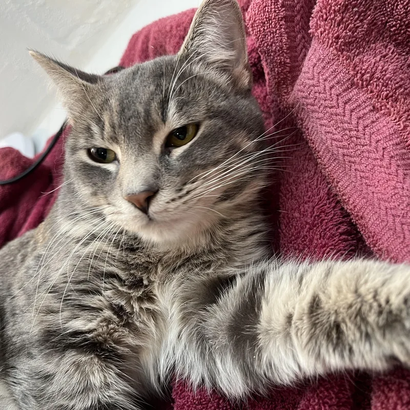 The Stranger thumbnail 2