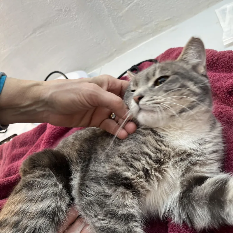 The Stranger thumbnail 3