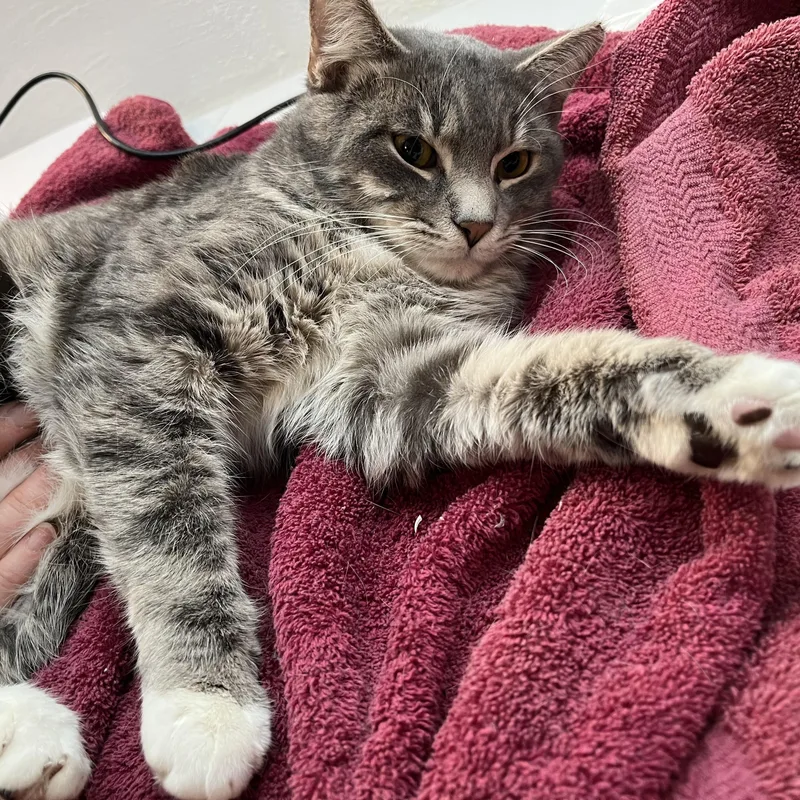 The Stranger thumbnail 4