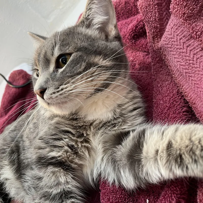 The Stranger thumbnail 5