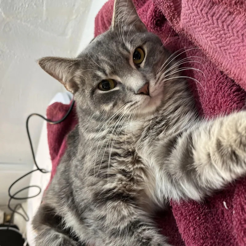 The Stranger thumbnail 6