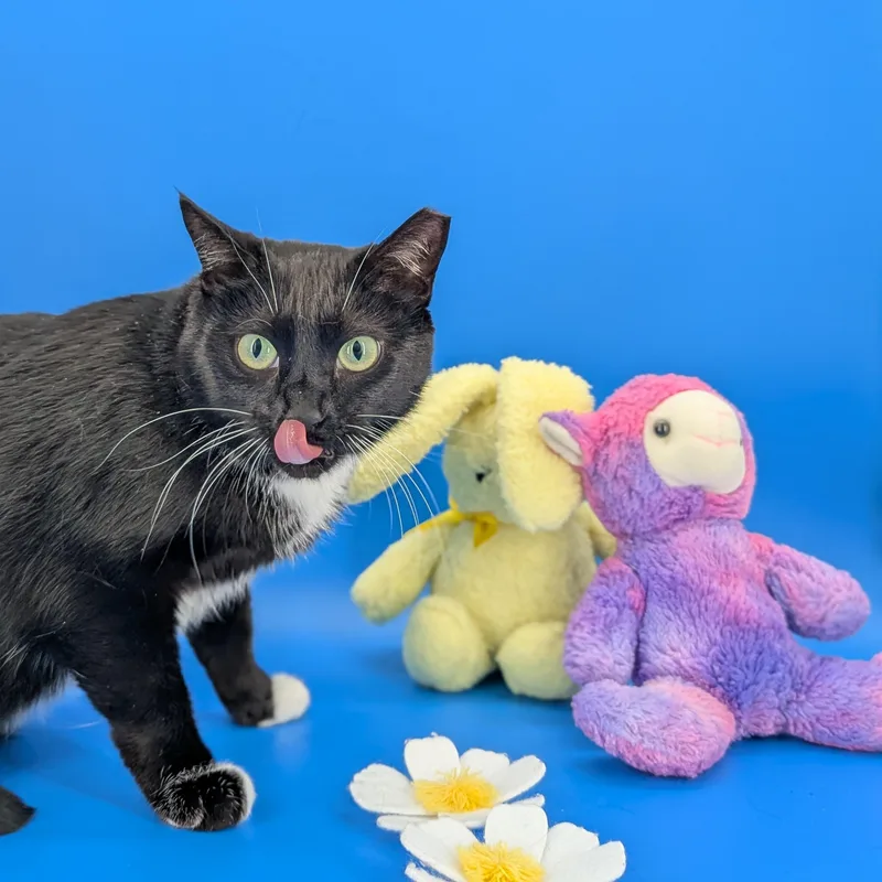 Maxine The Queen In thumbnail 2