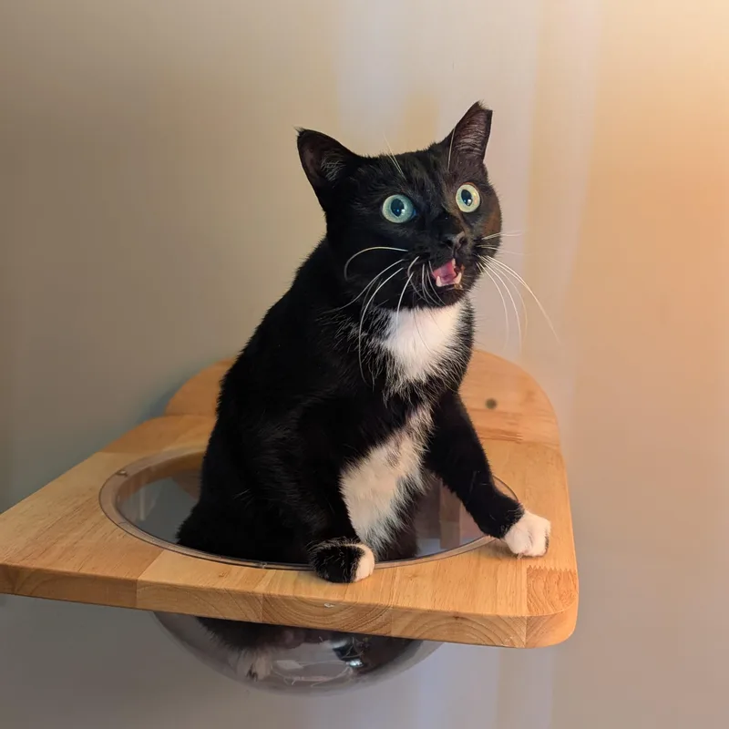 Maxine The Queen In thumbnail 3