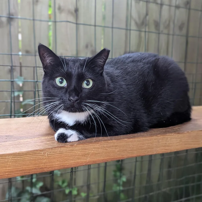 Maxine The Queen In thumbnail 4