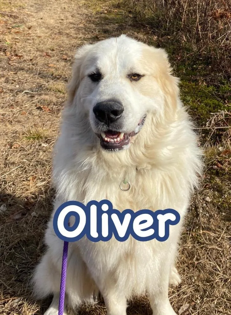Oliver thumbnail 2
