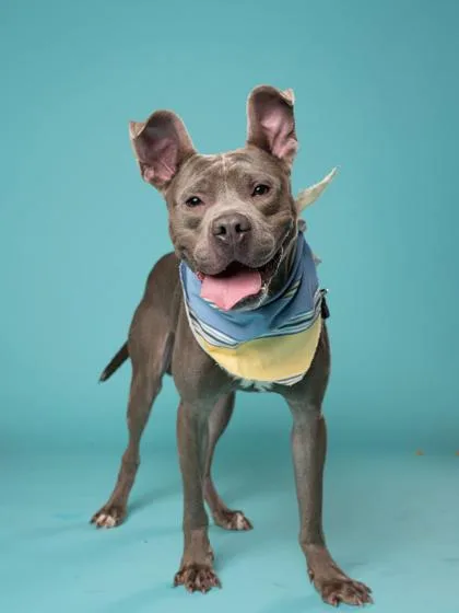 Dreamboat thumbnail 2