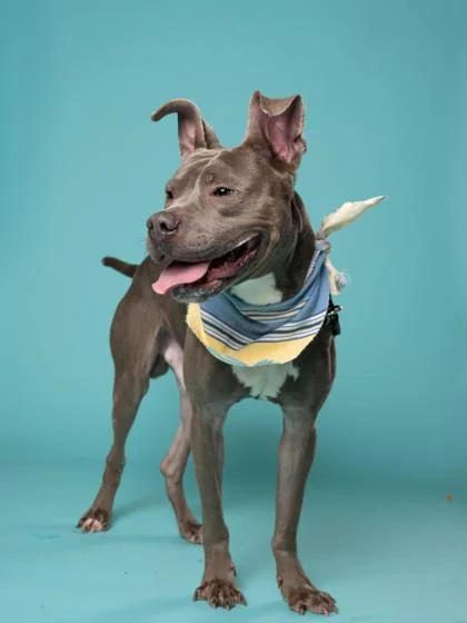 Dreamboat thumbnail 3