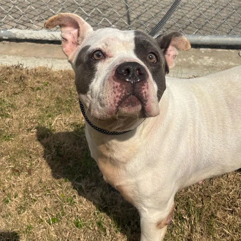 Rutabaga thumbnail 2