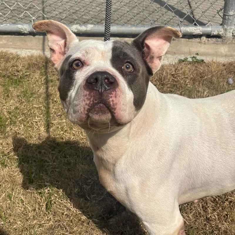 Rutabaga thumbnail 3