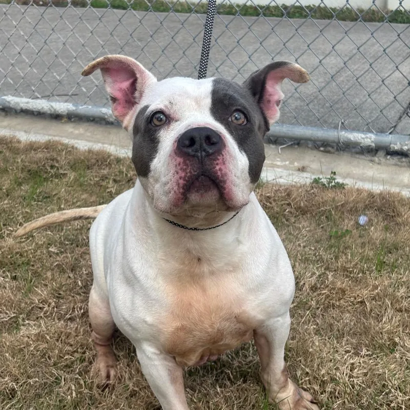 Rutabaga thumbnail 4